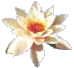 Blume groß